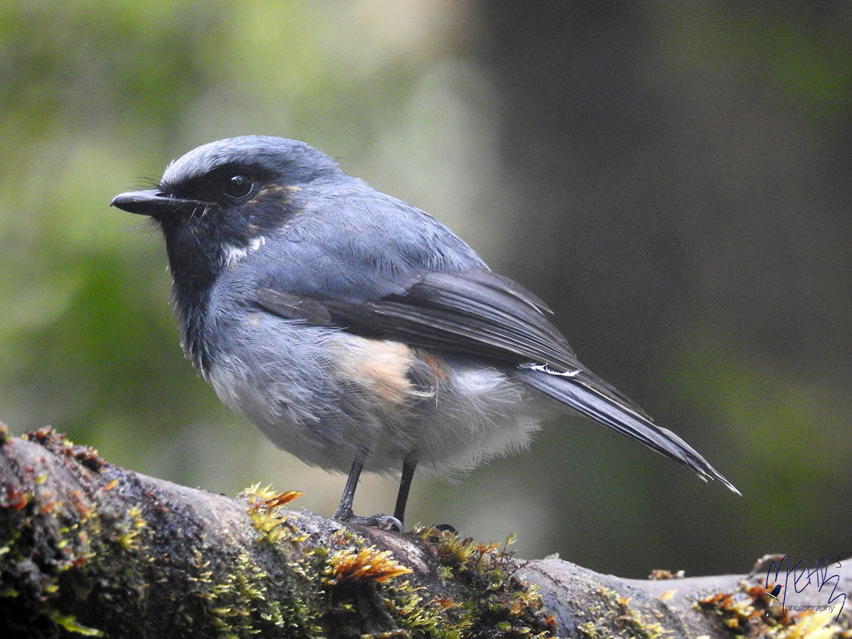 Black-throated Robin illustration