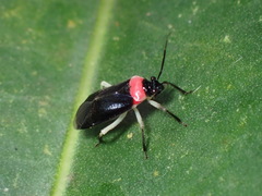 Sysinas pallidipes