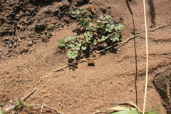 Euphorbia drummondii