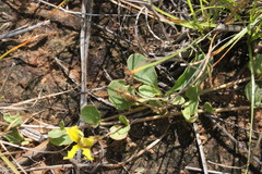 Goodenia glabra