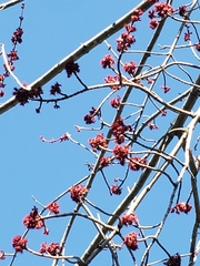 Magnoliopsida