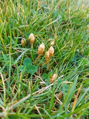 Leratiomyces cucullatus