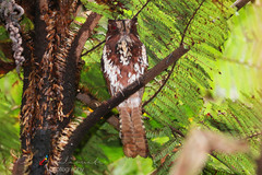 Feline Owlet-Nightjar photo 4