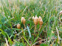 Leratiomyces cucullatus