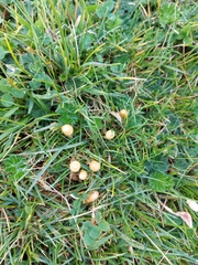 Leratiomyces cucullatus