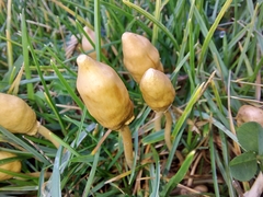 Leratiomyces cucullatus