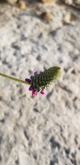 Dalea tenuis