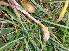 Leratiomyces cucullatus