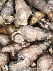 Laevistrombus canarium