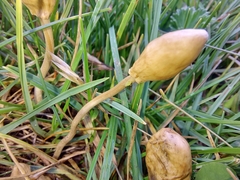 Leratiomyces cucullatus