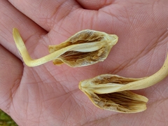 Leratiomyces cucullatus