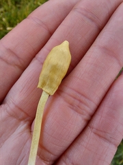 Leratiomyces cucullatus