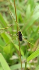 Zulia pubescens