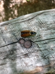 Semiotus luteipennis