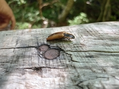 Semiotus luteipennis