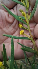 Acacia cochlearis