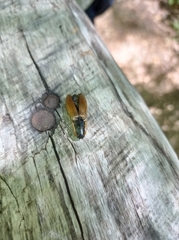 Semiotus luteipennis