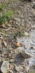 Dalea tenuis