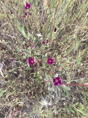 Clarkia rubicunda