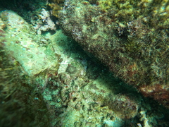 Pareques fuscovittatus