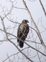 Haliaeetus leucocephalus