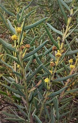Acacia cochlearis