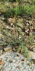 Dalea tenuis