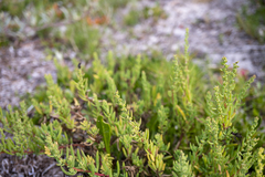Suaeda australis
