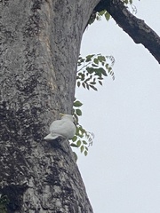 Cacatua