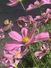 Cosmos