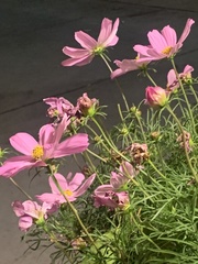 Cosmos