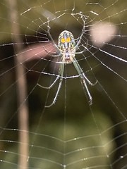 Leucauge regnyi