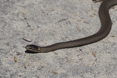 Master's Snake photo 3