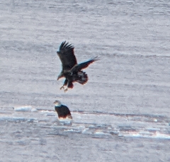 Haliaeetus leucocephalus