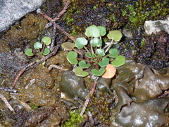 Leavenworthia exigua