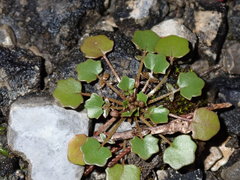 Leavenworthia exigua
