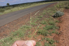 Eriochloa pseudoacrotricha