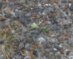 Stagmomantis resacae