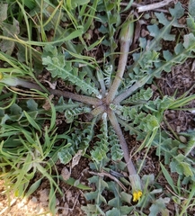 Hyoseris scabra