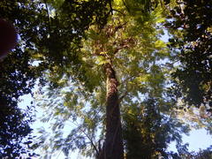 Leucaena pulverulenta