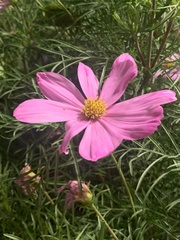 Cosmos