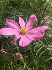 Cosmos