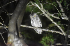 Megascops asio mccallii