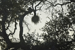 Tillandsia baileyi