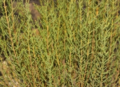 Hammada articulata