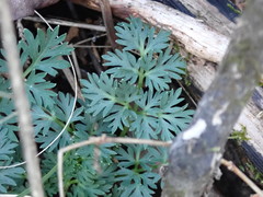 Thaspium pinnatifidum