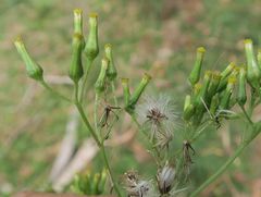 Senecio distalilobatus