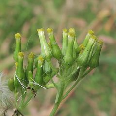 Senecio distalilobatus