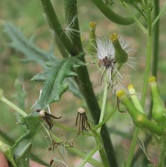 Senecio distalilobatus