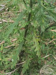 Senecio distalilobatus